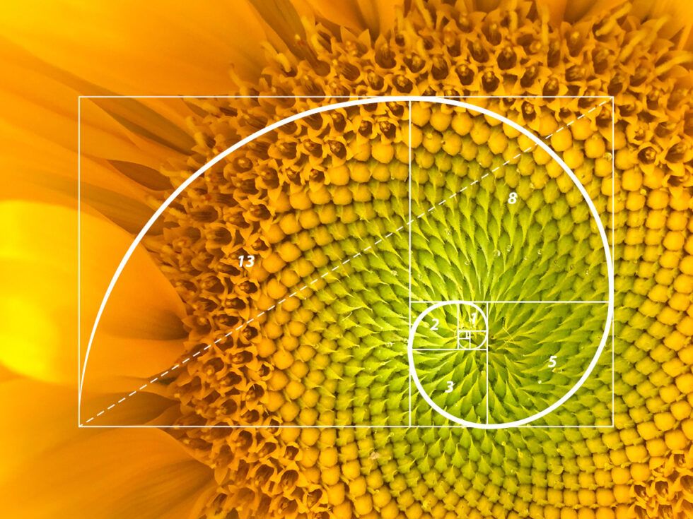 Close-up of sunflower center with golden Fibonacci spiral overlay pattern.