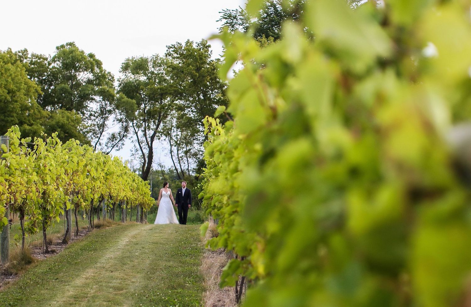 Bride and groom walking through grapevines at a Minnesota winery wedding
