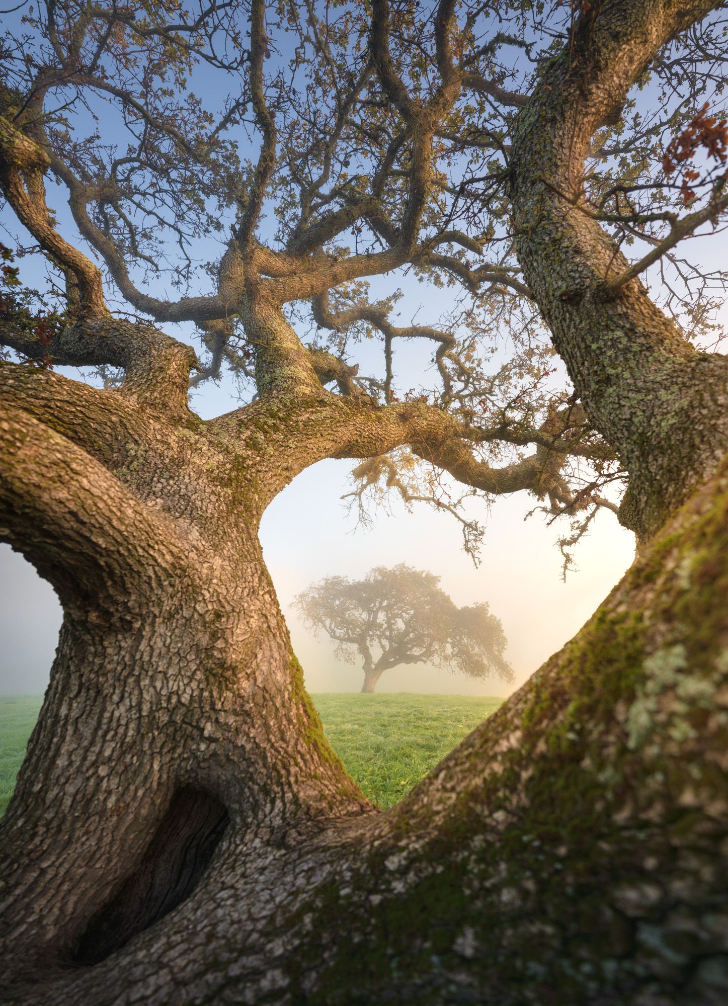 Twisted oak tree creating a natural arch on a misty morning with golden sunlight filtering through the branches.
