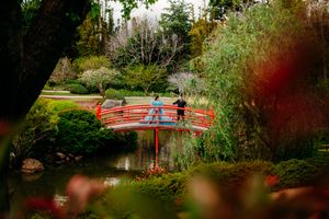 Serene garden scene with natural foliage and soft lighting effects.
