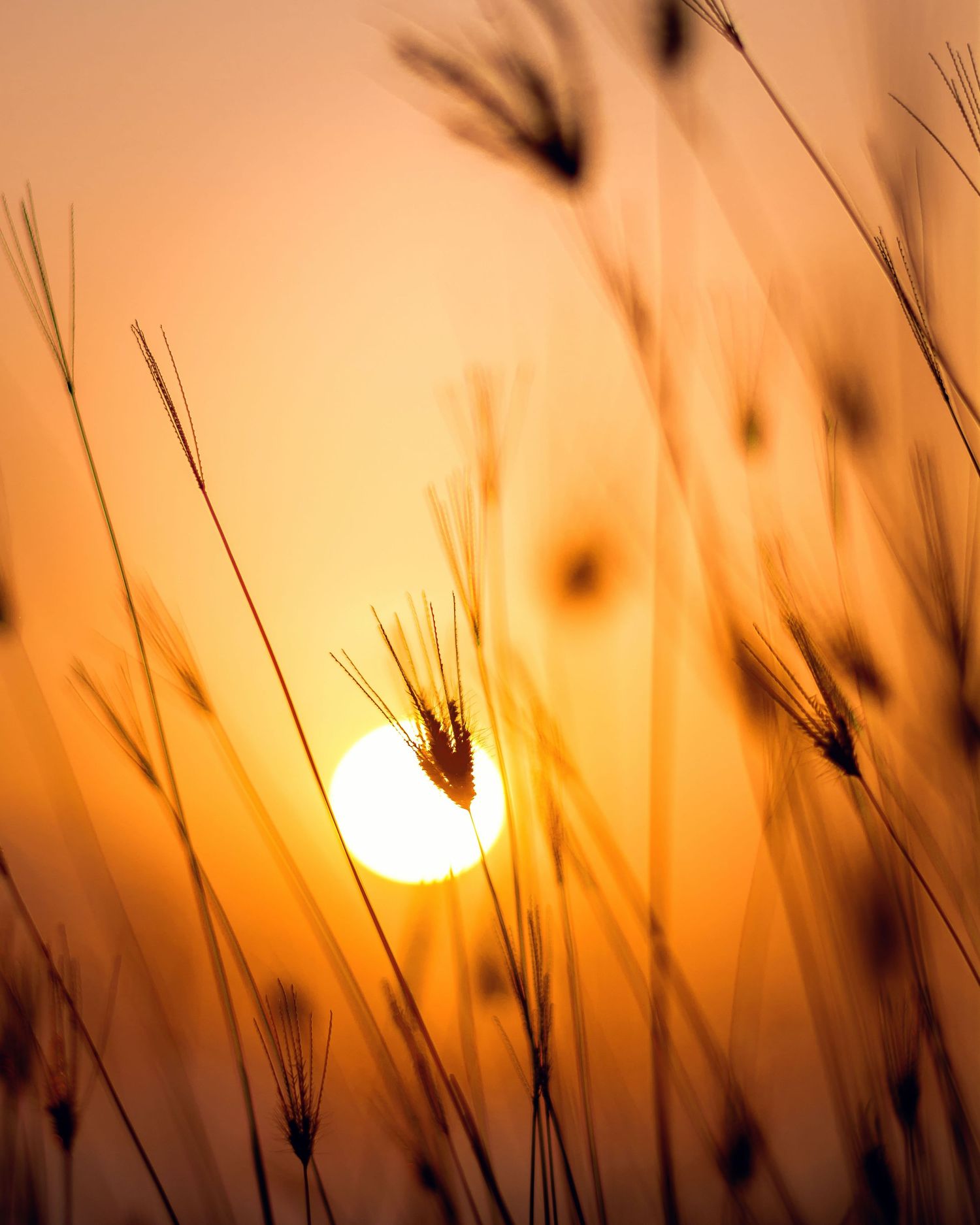 Golden sunset through wheat stalks with sun creating dramatic silhouette.