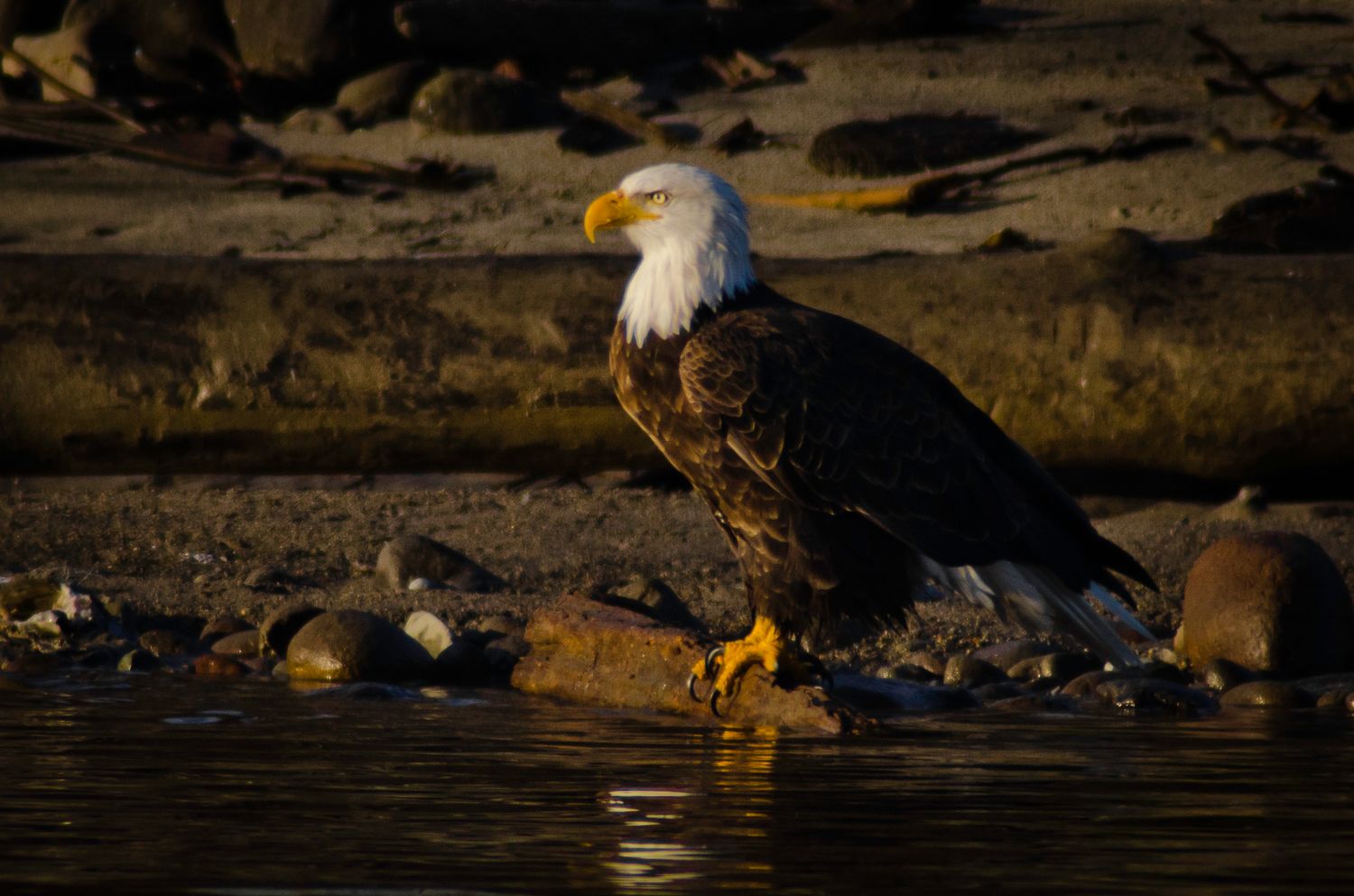 Bald eagle perches near water's edge during golden hour lighting.