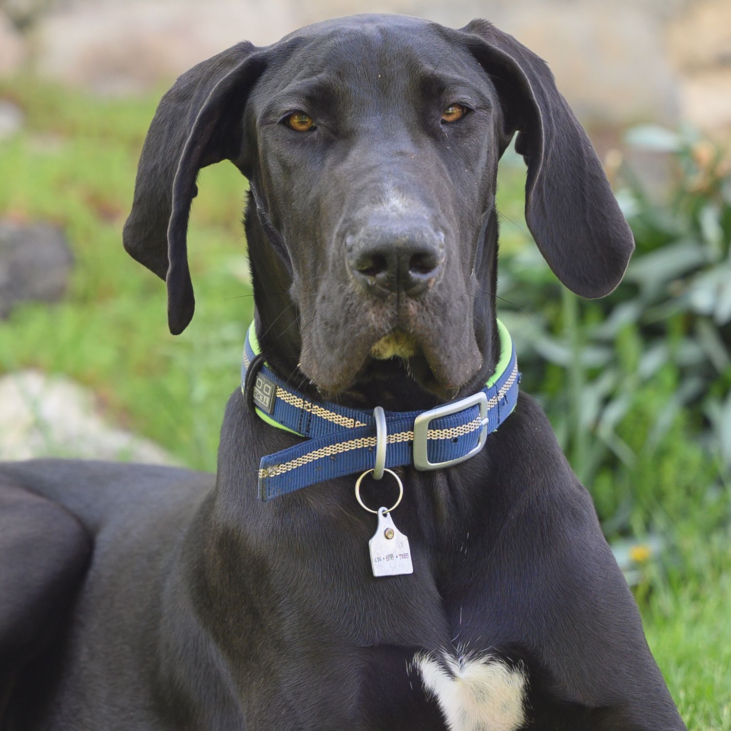 Black Great Dane Puppy