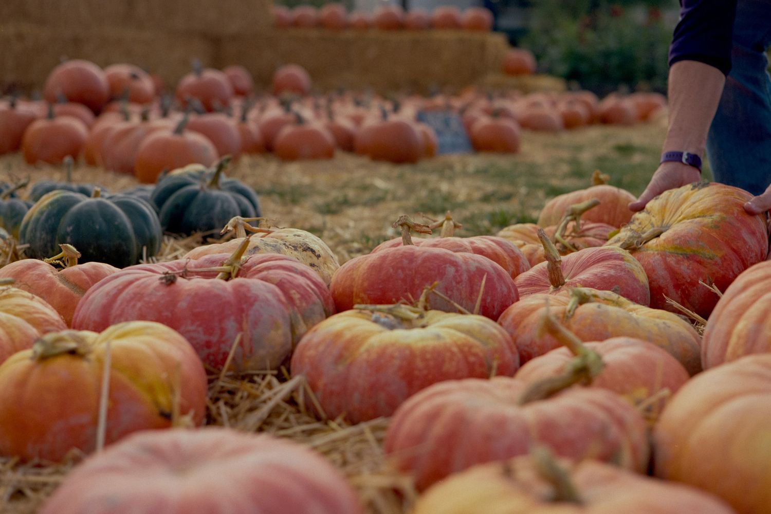 London street photography of pumpkins