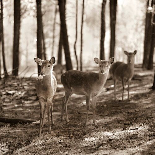 01_DEER002CODversion2