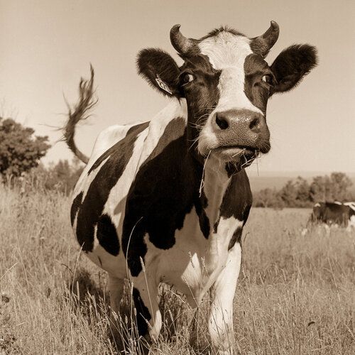 01_cow_001-2-3copy