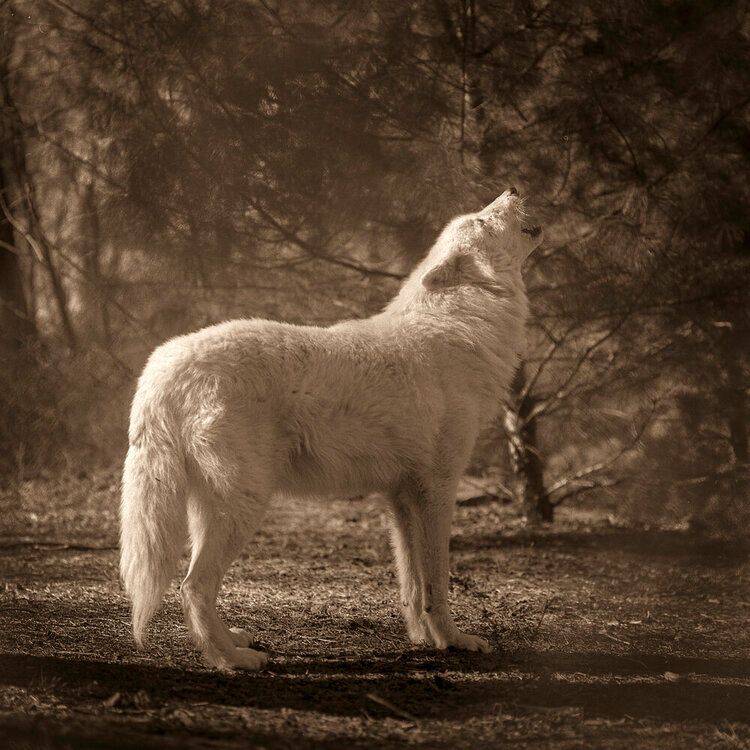 01_wolf001