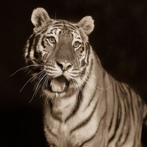 tiger001