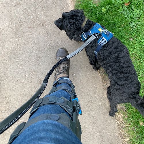 A black dog on a leash walking alongside someone's leg with a knee brace.