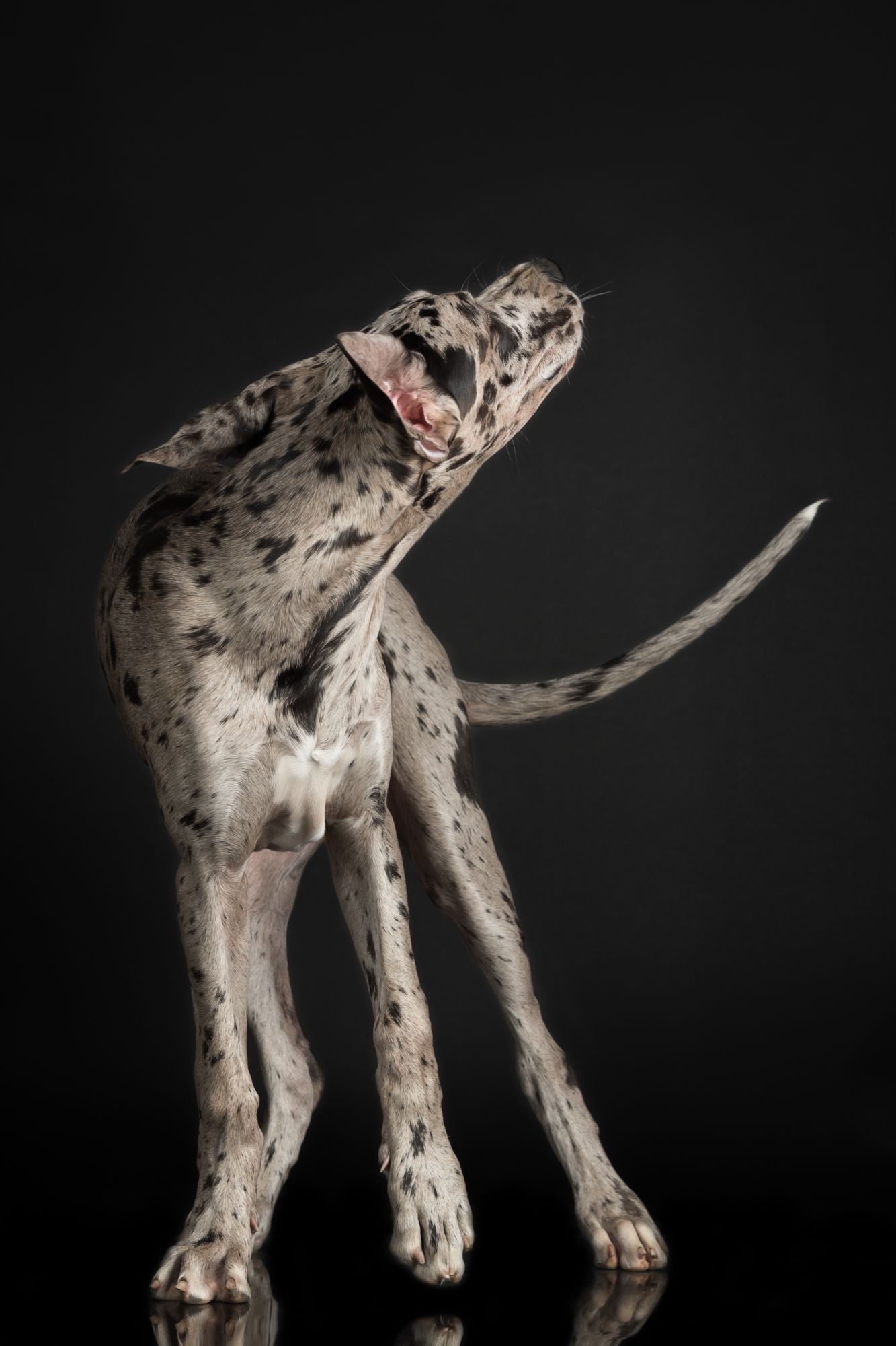 Tierfotografie Studio Hund