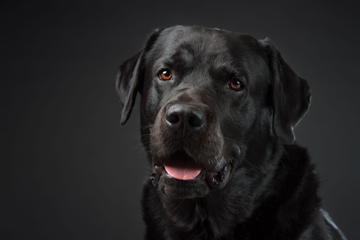 Tierfotografie Hund Portrait Studio