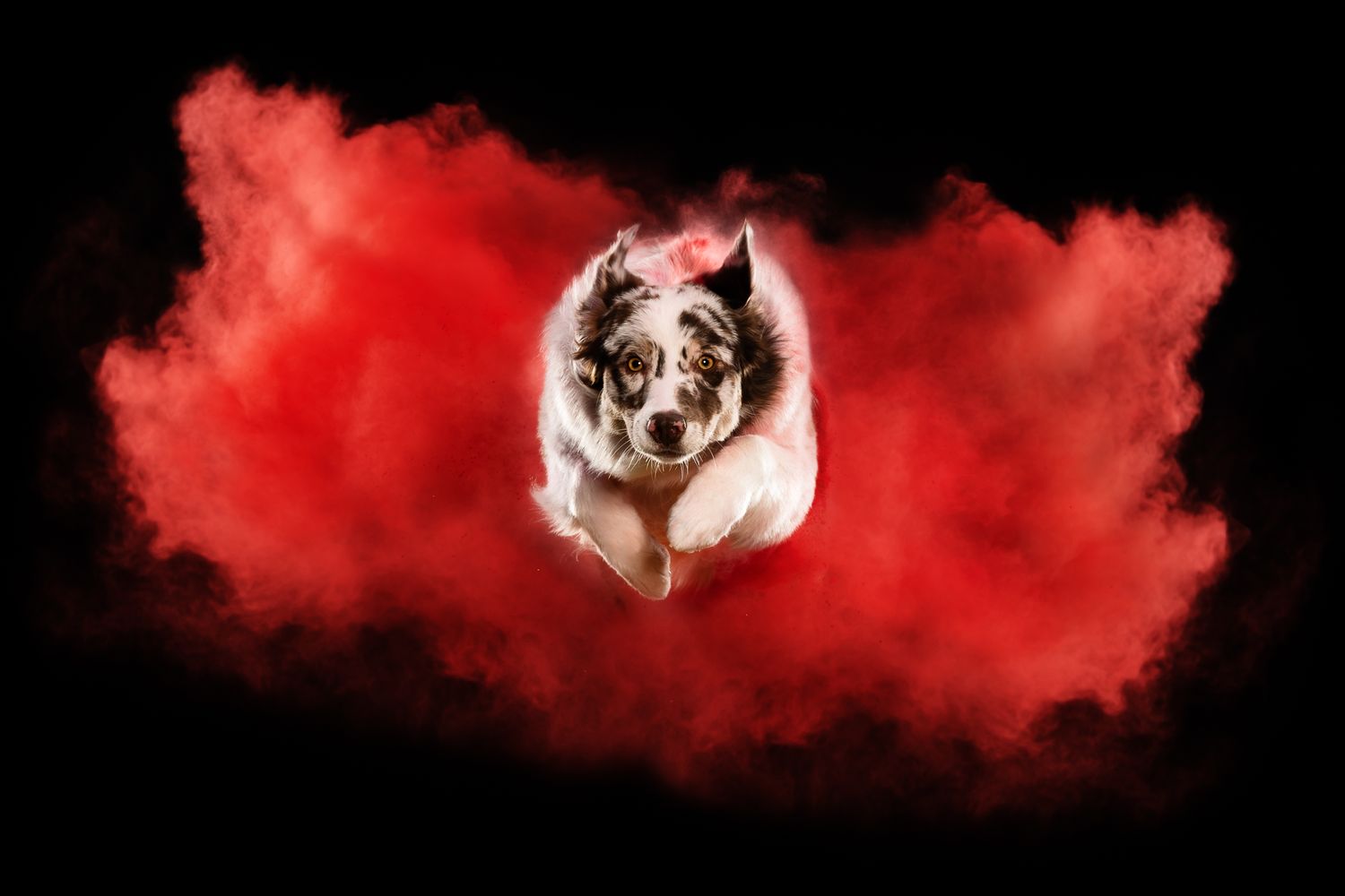 Tierfotografie Studio Hund Holi Shooting