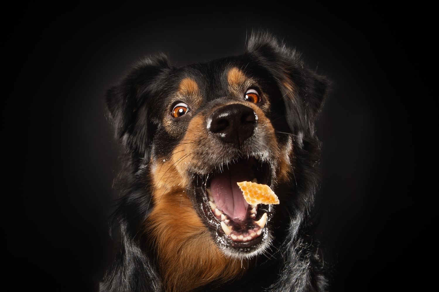 Tierfotografie Studio Hund Catching Treats