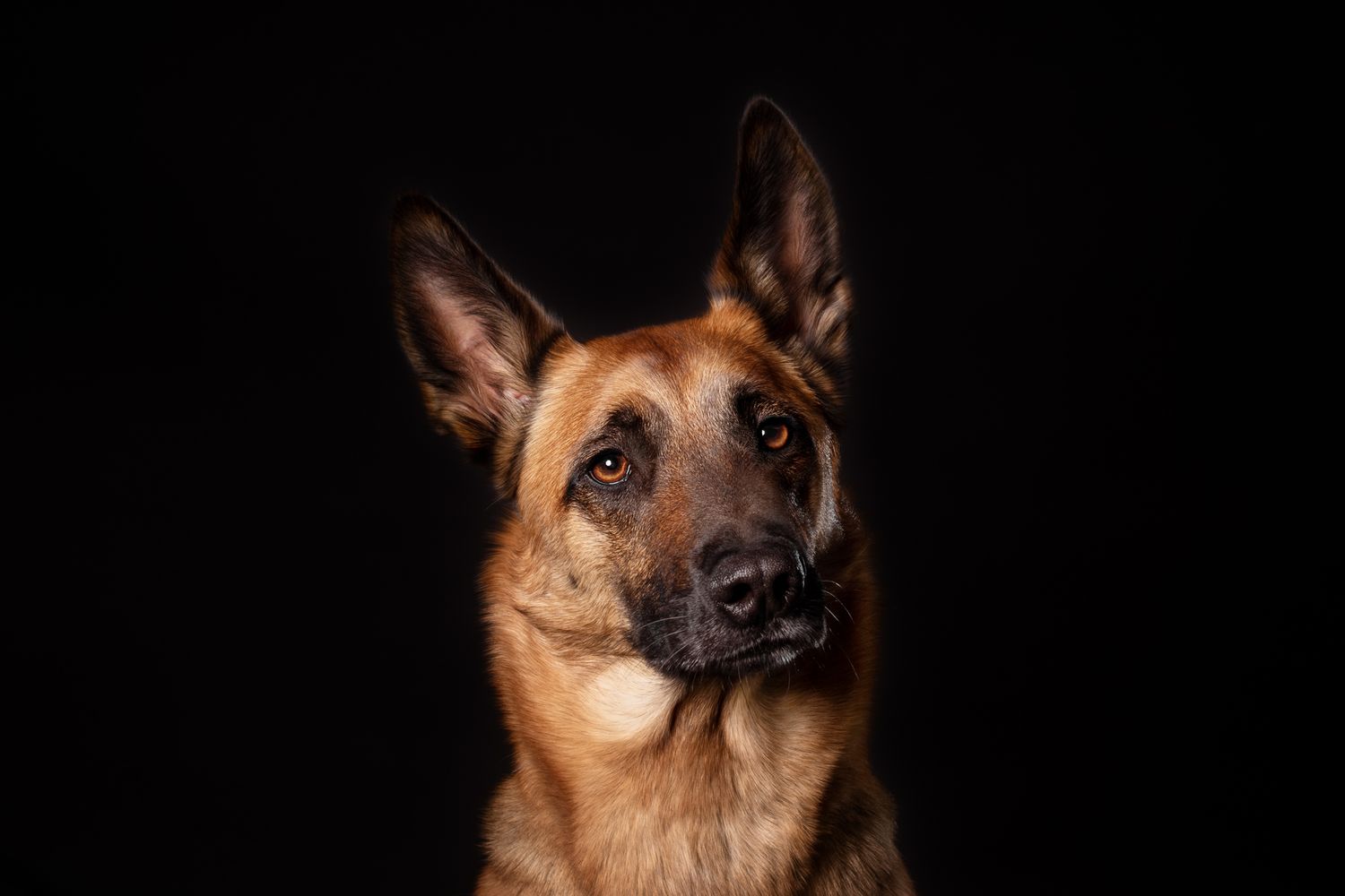 Tierfotografie Studio Portrait Hund