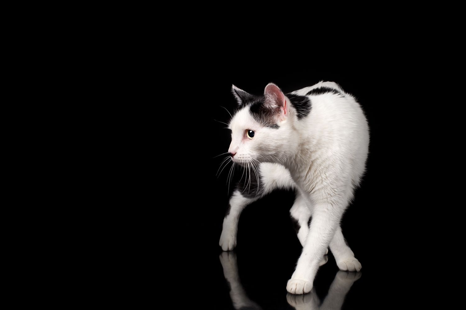 Tierfotografie Studio Katze