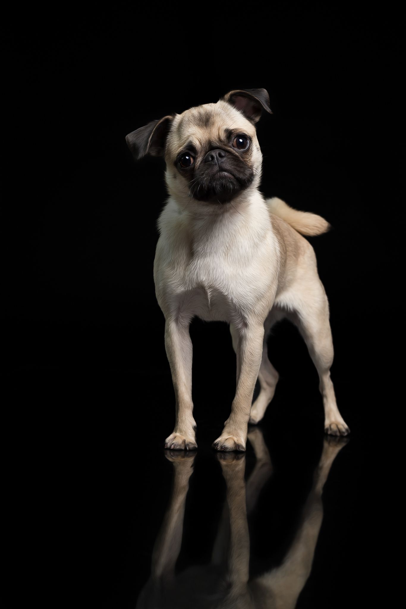 Tierfotografie Studio Hund