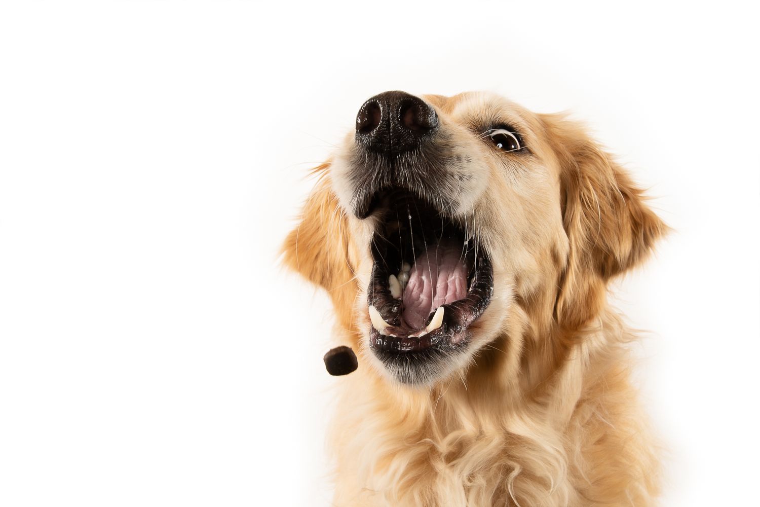 Tierfotografie Catching Treats Studio