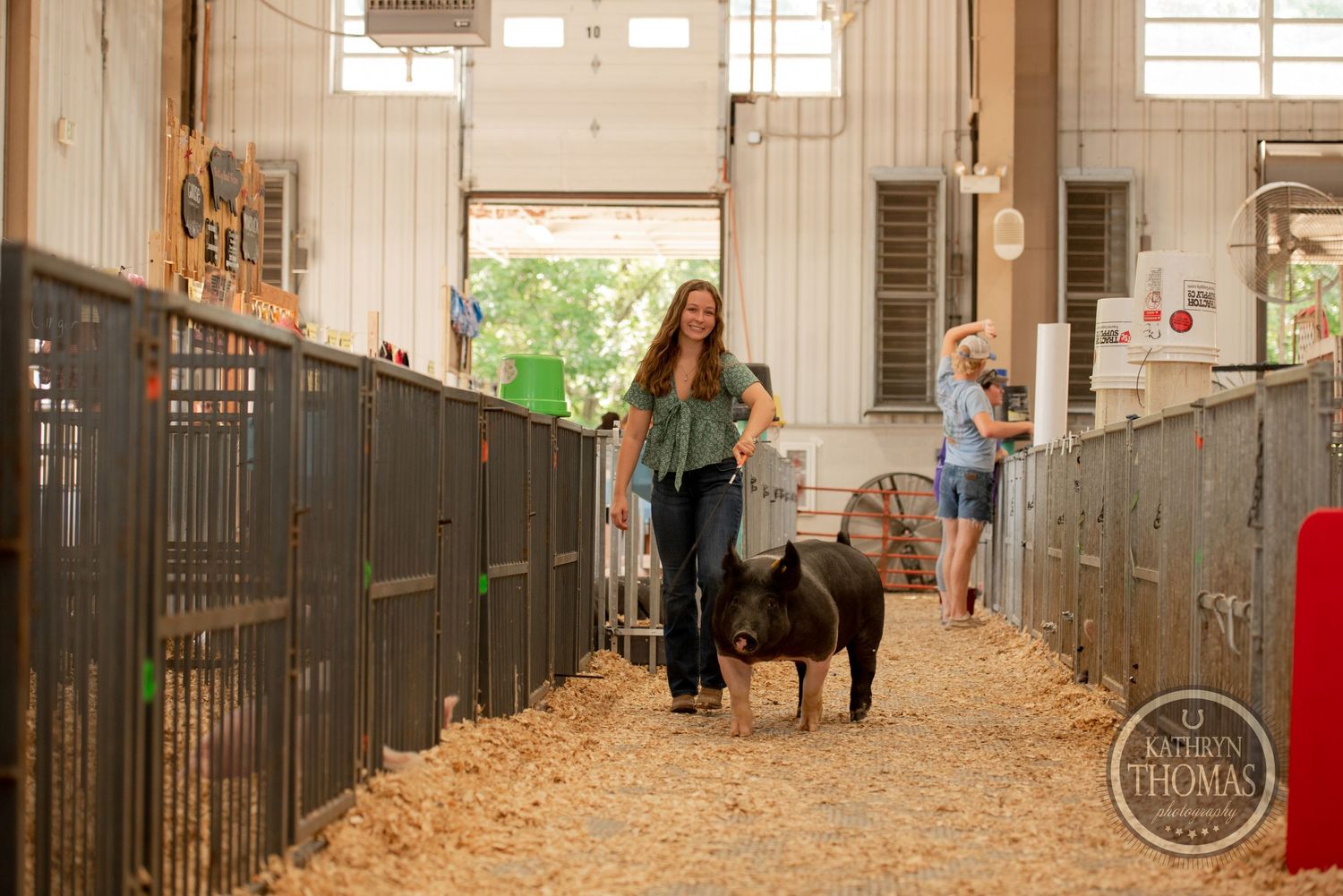 Someone walking a show pig down the aisle of a barn with metal pens on both sides.