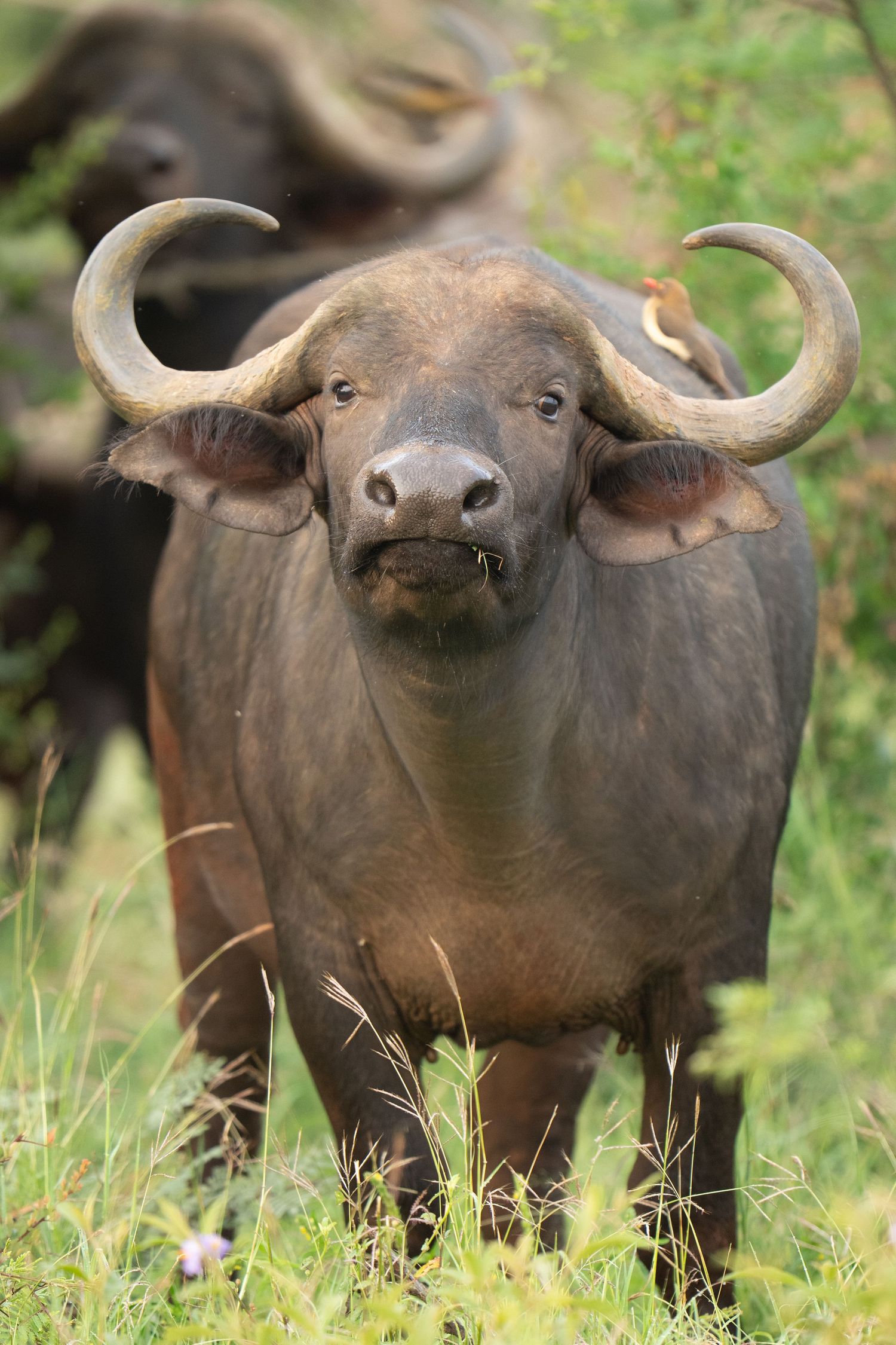 Cape buffalo standing in tall grass looking alert with curved horns.