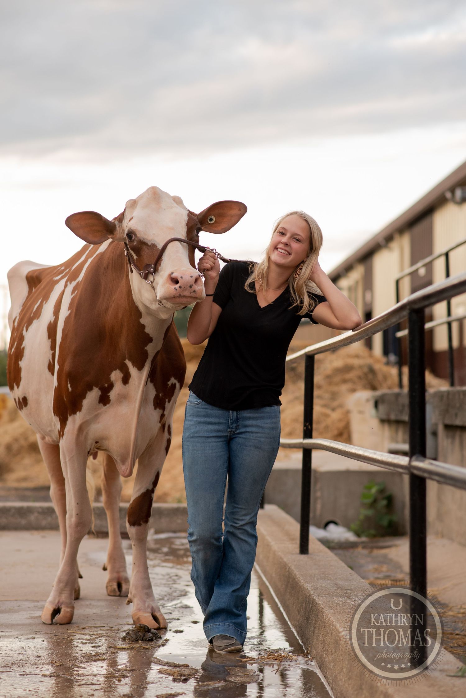 A friendly dairy cow walks alongside a person on a wet concrete path near farm buildings.