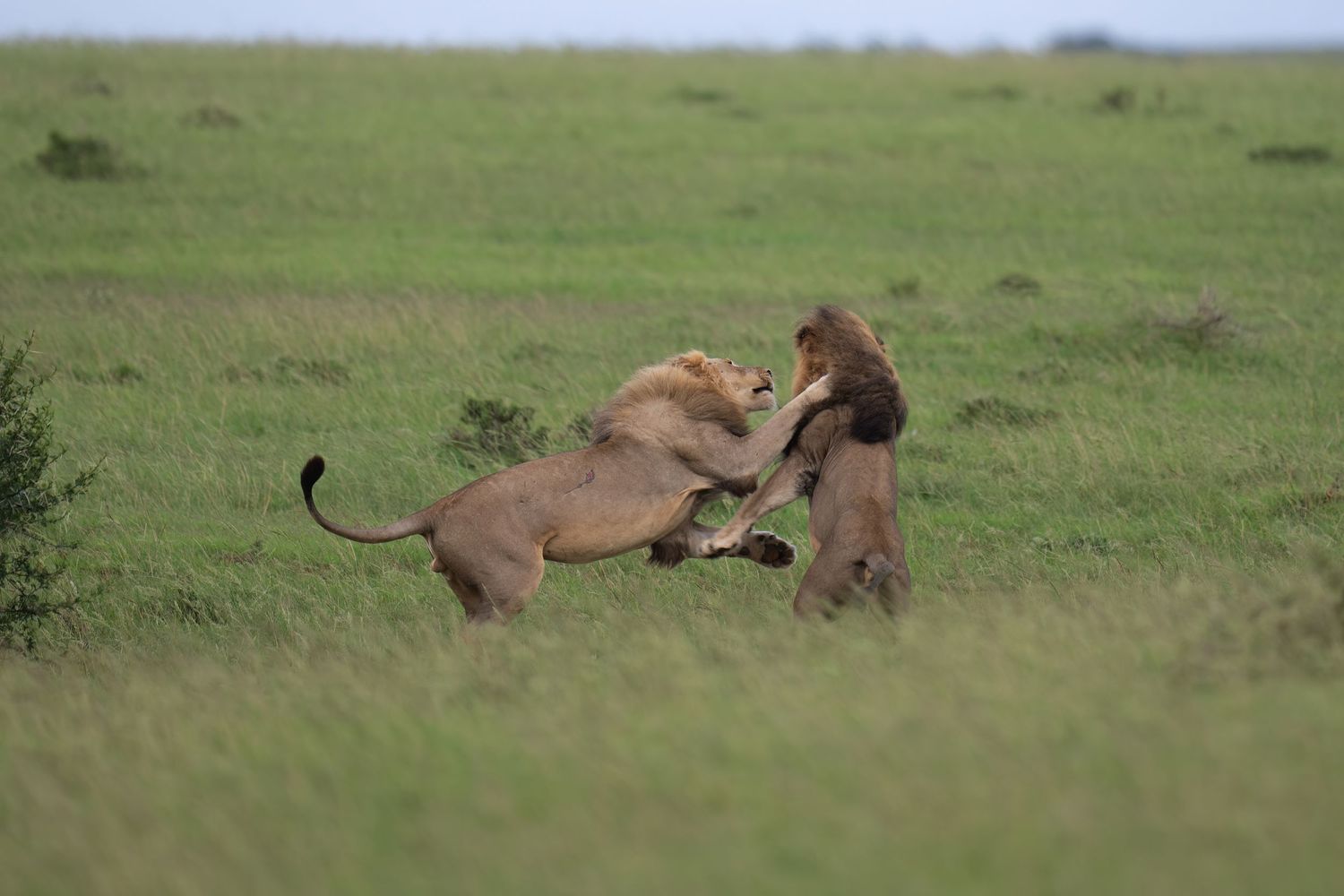 Lions engaged in playful behavior in their natural grassland habitat.