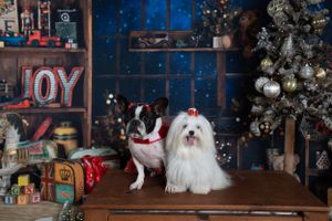 French bulldog and white Maltese dog pose together on wooden surface with Christmas backdrop.