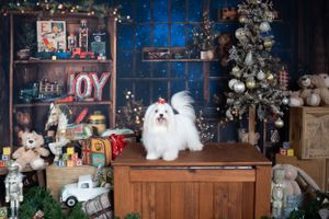White Maltese dog sits on wooden cabinet with Christmas decorations and JOY sign in background.