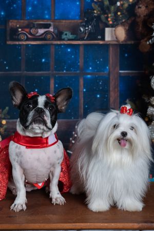 French bulldog and fluffy white Maltese wearing red accessories pose in holiday setting.