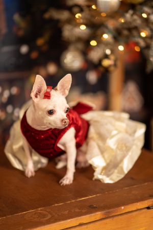 White chihuahua wearing red holiday outfit sits on wooden table with Christmas decorations.