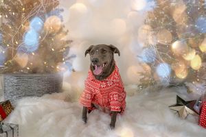 Gray dog wearing red Christmas sweater poses in front of lit holiday decorations.