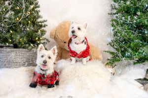 Two white dogs wearing red plaid bandanas pose in a snowy Christmas scene.