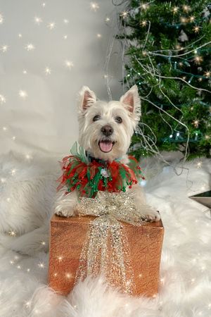 Happy white Westie dog wearing festive collar sits on sparkly gift box in front of Christmas tree.