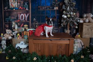 Small black and white dog in red dress poses on wooden cabinet with holiday decorations.