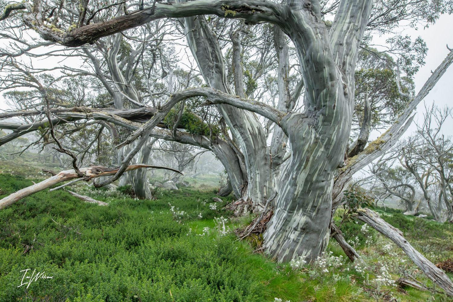 Snow gum grove