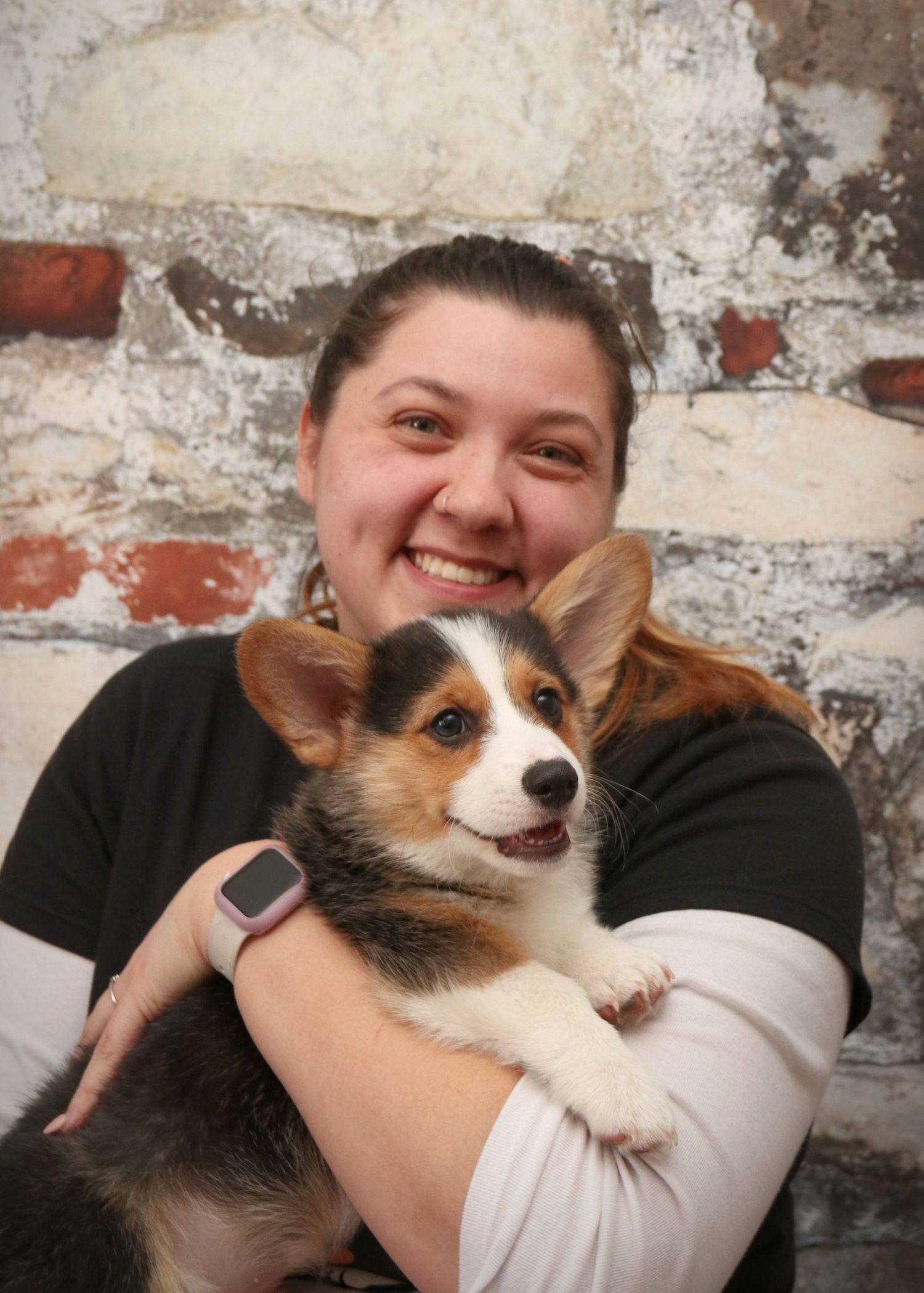 Adorable tricolor Corgi puppy being held by someone against a rustic brick wall background.