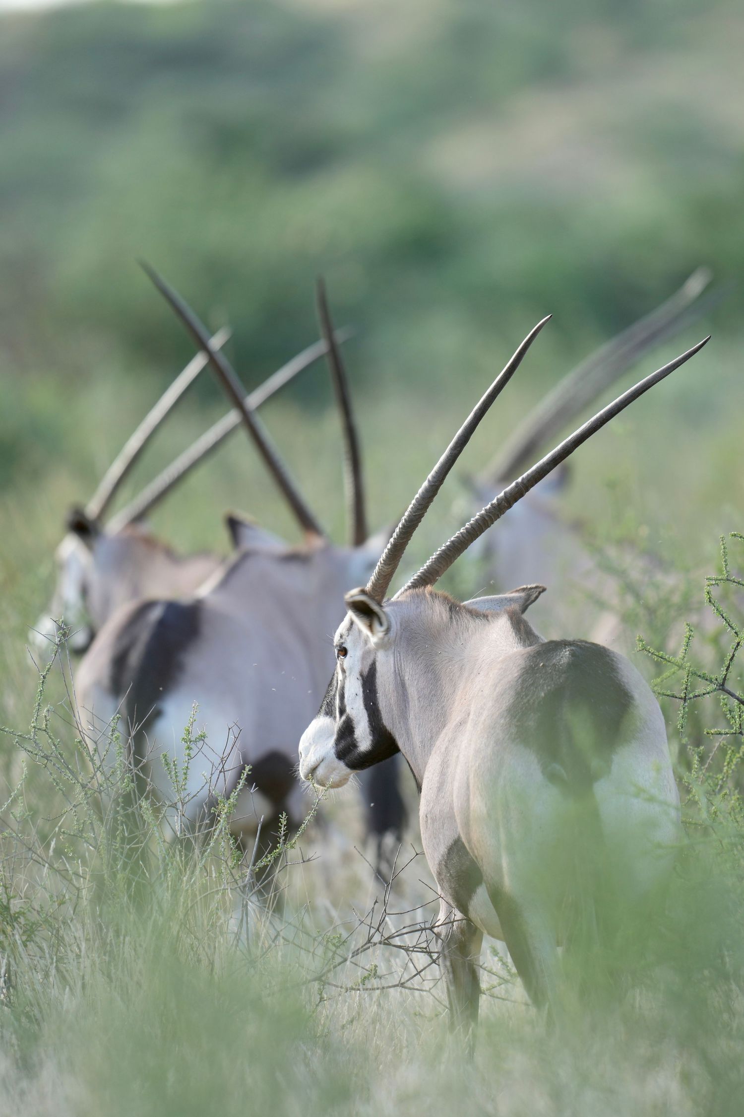 Herd of gemsbok antelope grazing in tall grass during golden hour.