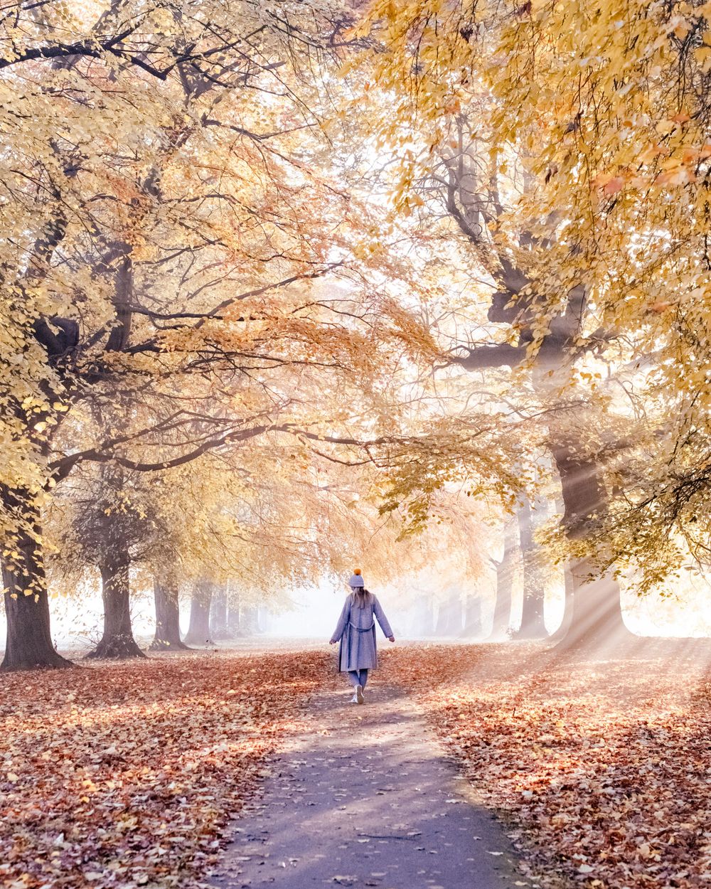 A lone figure walks down a misty autumn path lined with golden trees and fallen leaves on a foggy morning.