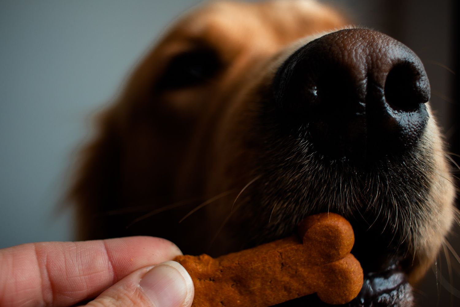 pet photography inspiration golden retriever