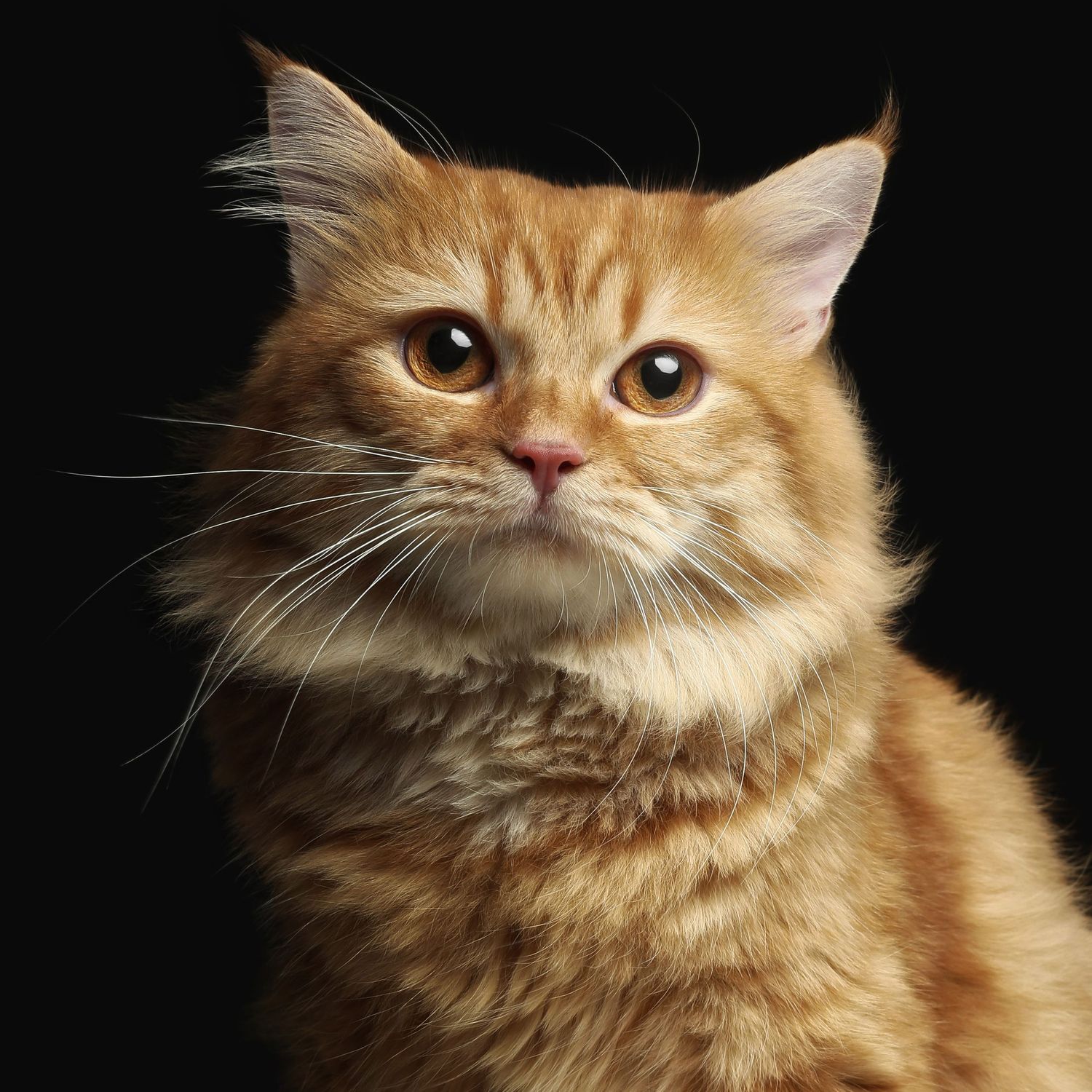 Persian Cat black background
