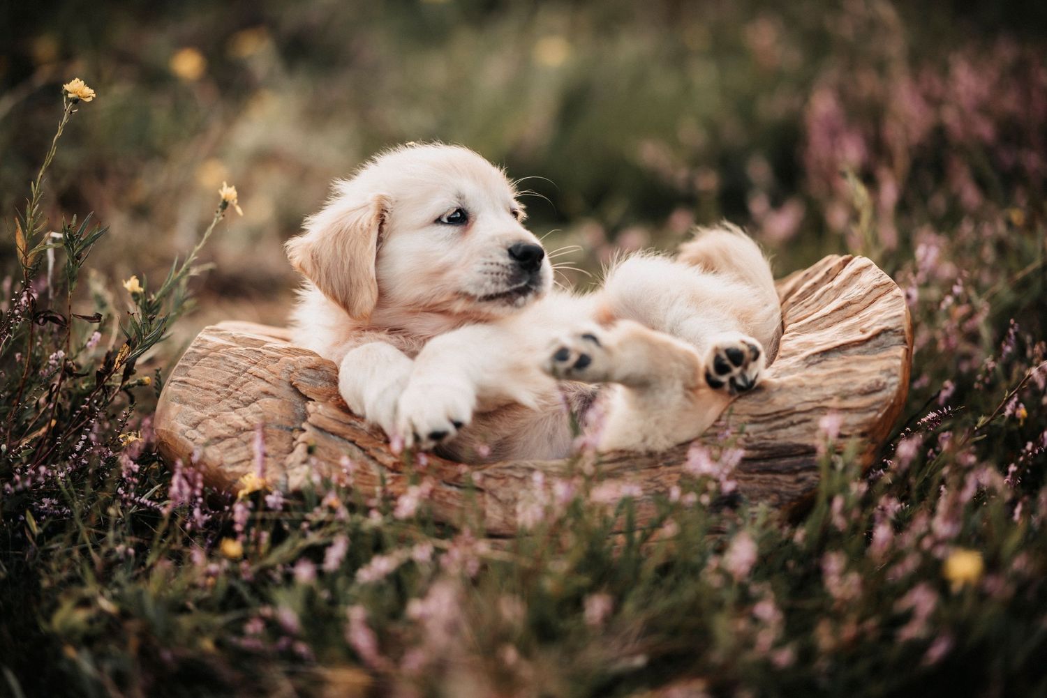 Two golden retriever puppies resting together in a woven basket among purple wildflowers.