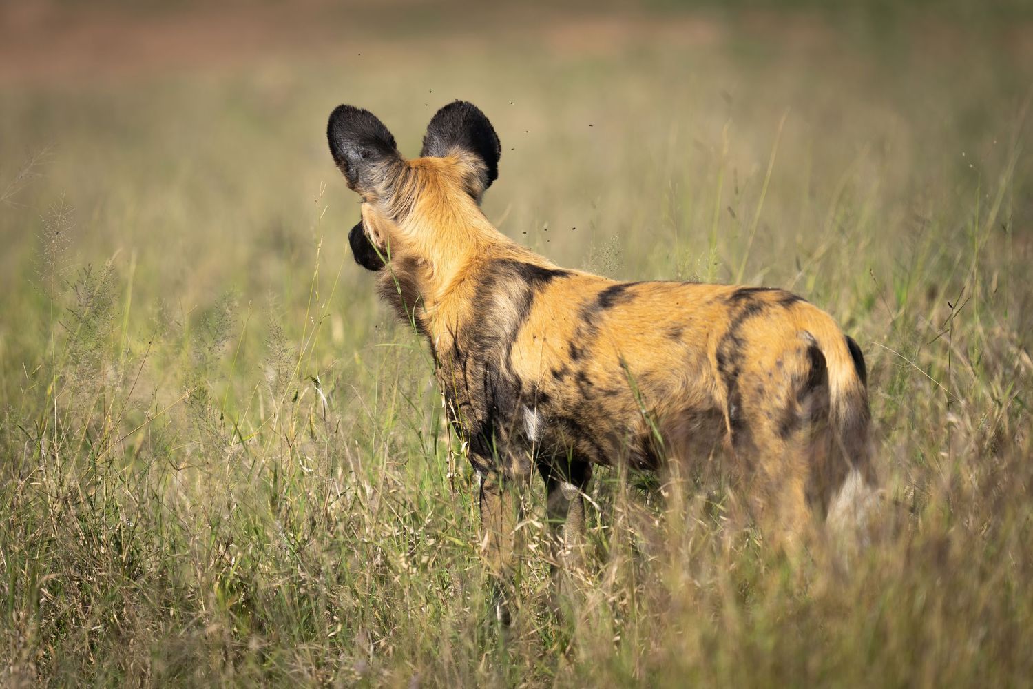 Series of African wild dogs moving through tall grass during golden hour.