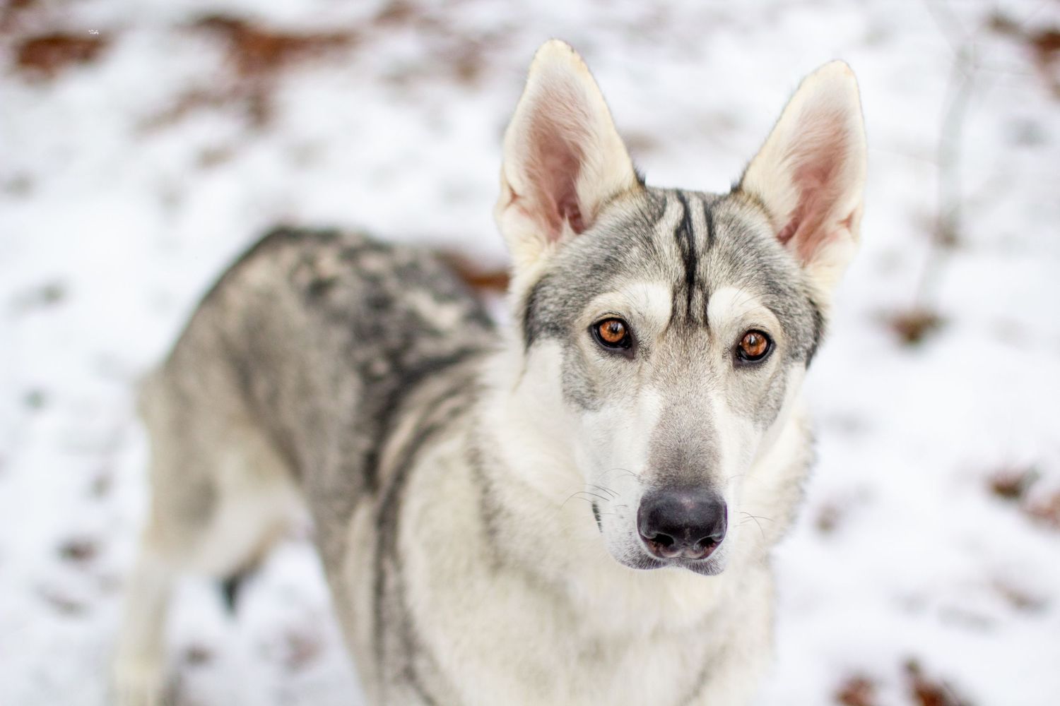 Remus, Northern Inuit, Lowell, Michigan