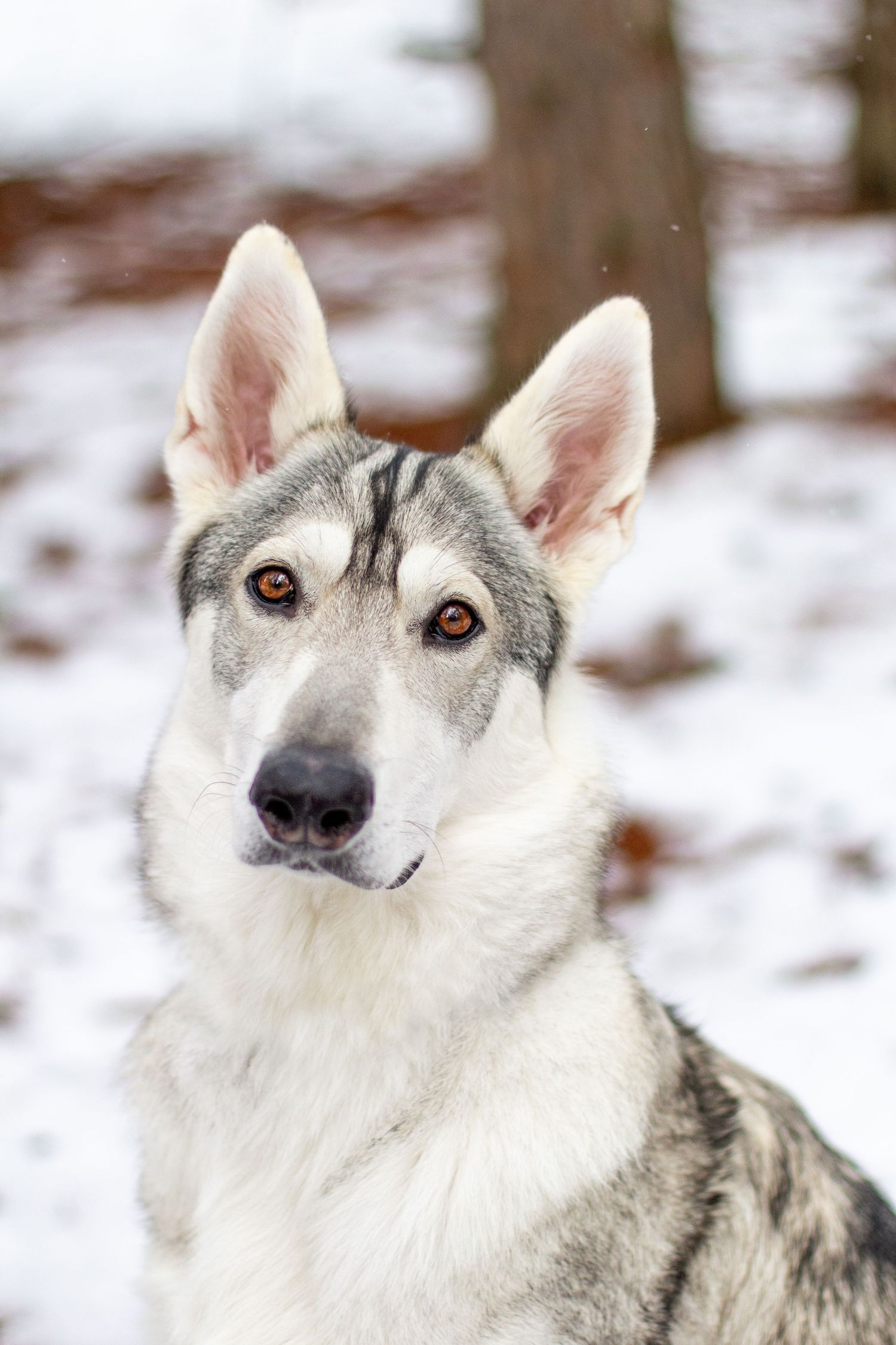 Remus, Northern Inuit, Lowell, Michigan