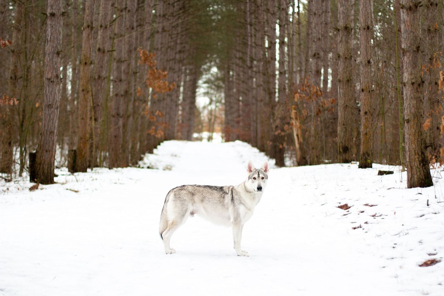 Remus, Northern Inuit, Lowell, Michigan