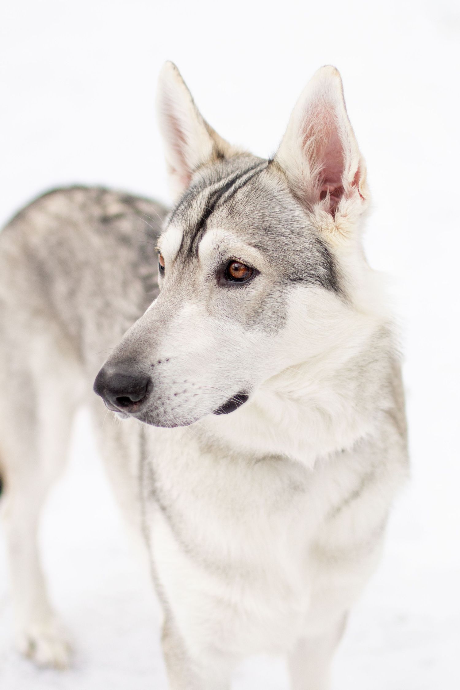 Remus, Northern Inuit, Lowell, Michigan