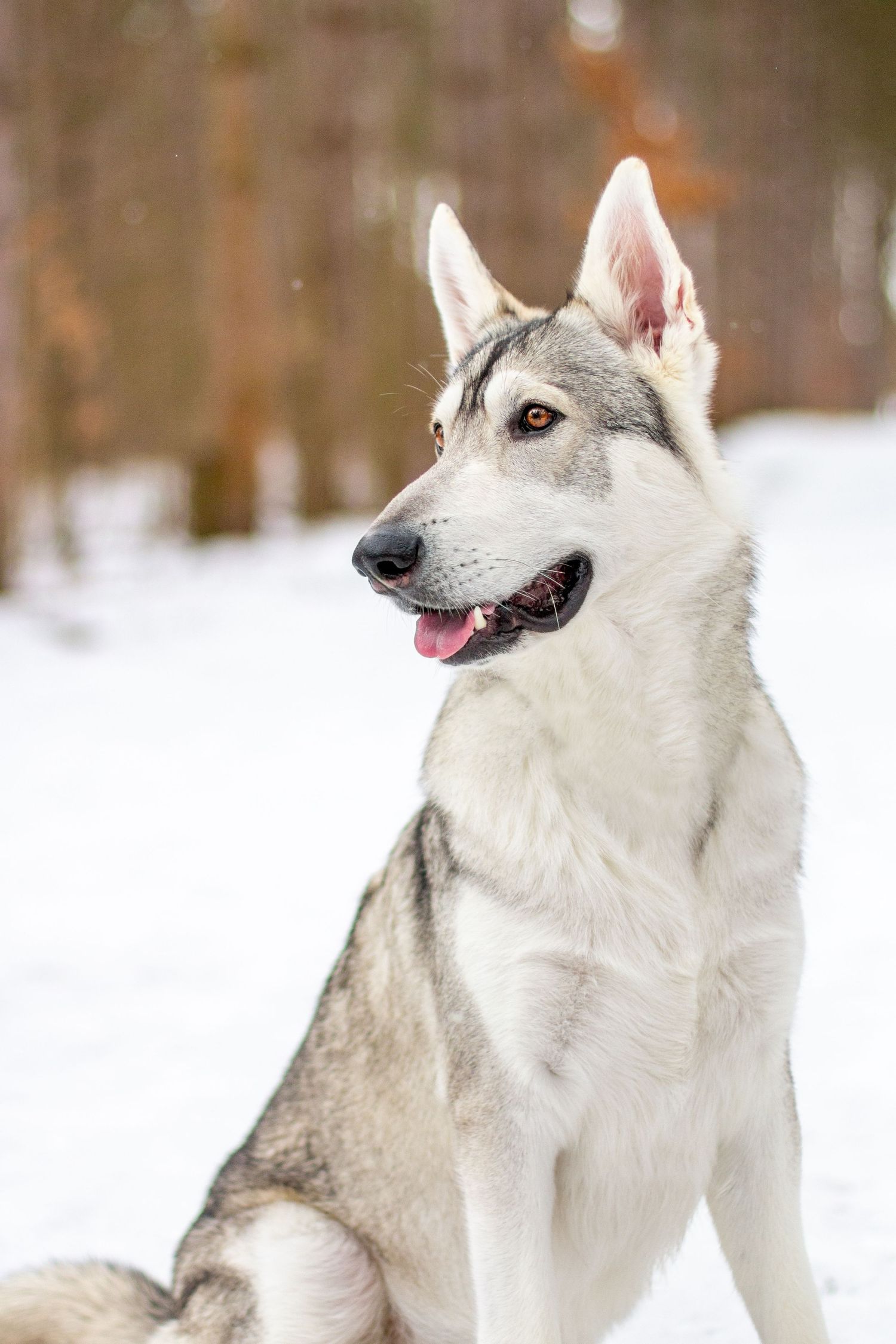 Remus, Northern Inuit, Lowell, Michigan