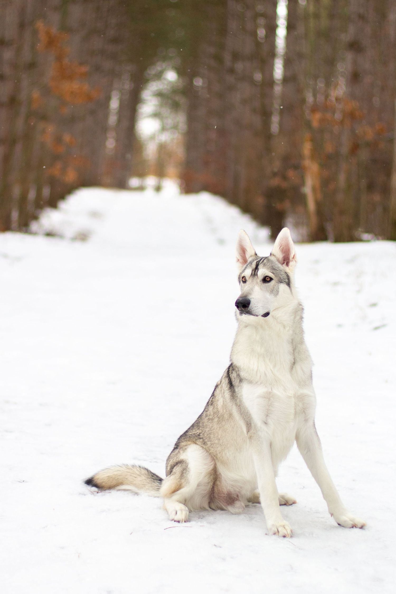 Remus, Northern Inuit, Lowell, Michigan