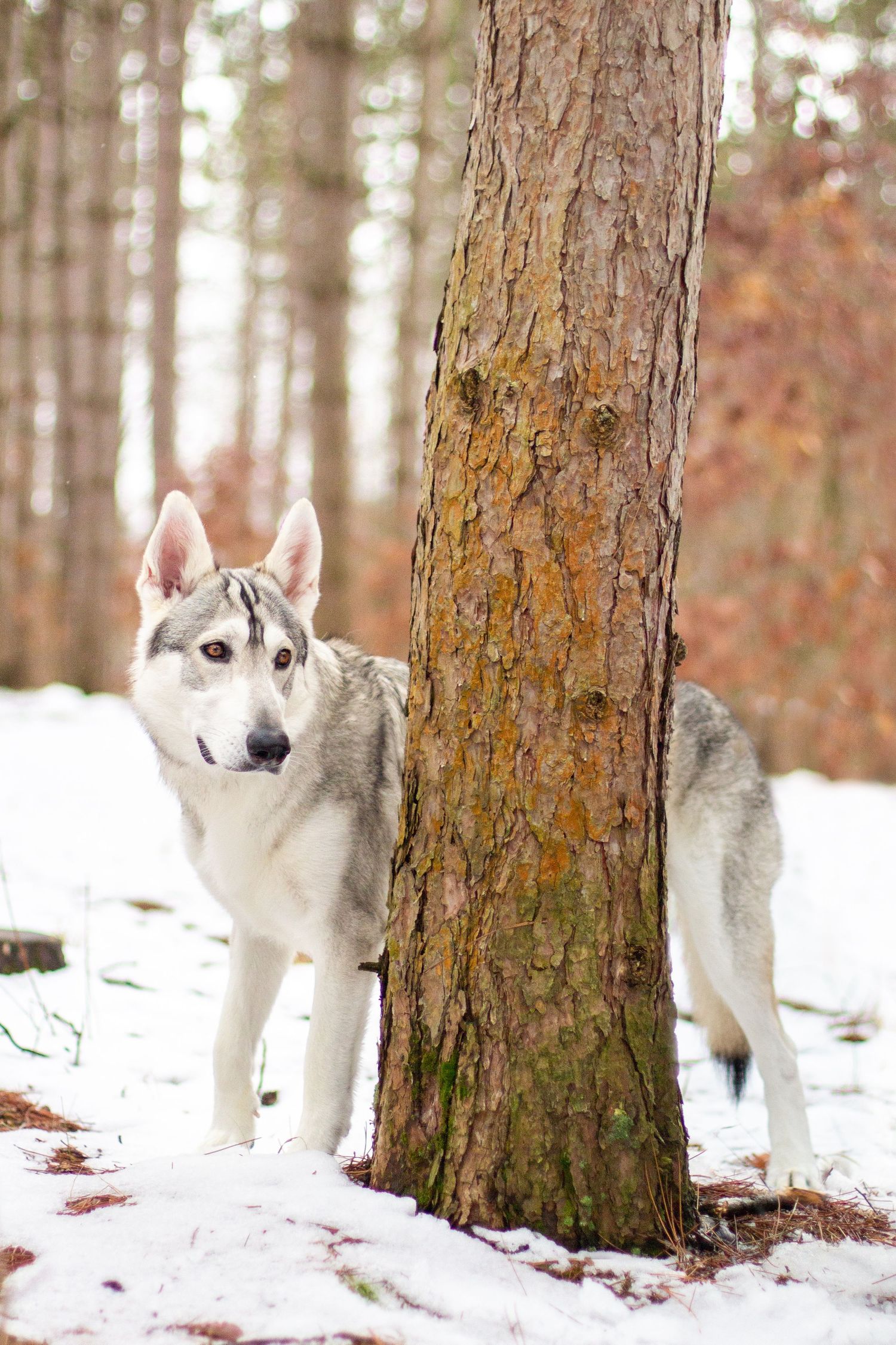 Remus, Northern Inuit, Lowell, Michigan