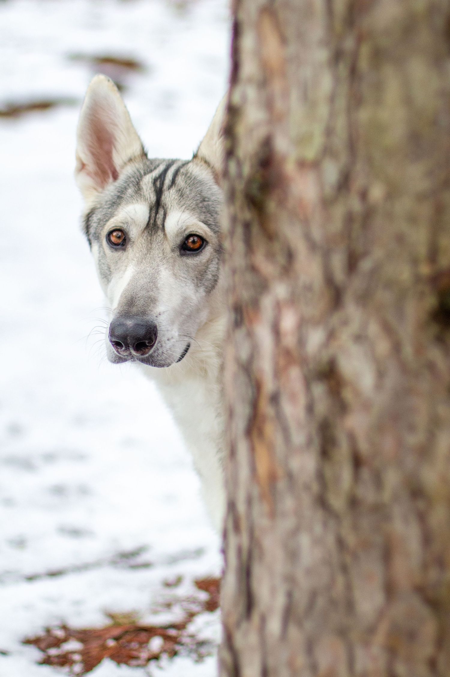 Remus, Northern Inuit, Lowell, Michigan