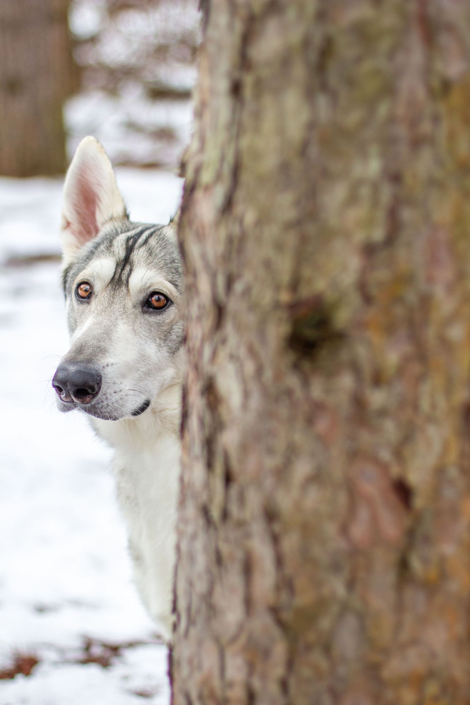 Remus, Northern Inuit, Lowell, Michigan